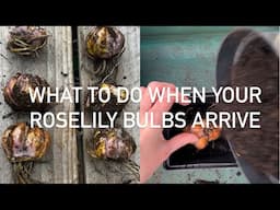 Behind the scenes and what to do when your Roselily bulbs arrive