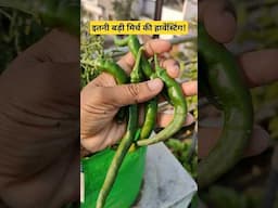 इतनी बड़ी मिर्च की हार्वेस्टिंग! Chilli Harvesting 😋 Video #terracegardning #chilli #terracegarden