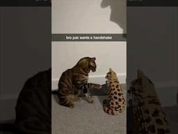 Real Cat vs Lego Cat  #cats #funny #catshorts #talkingcats