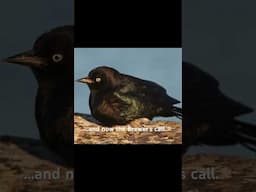 Difference between common grackle and Brewer’s blackbird call and song #birds #birdwatching