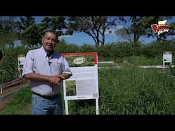 ¿Qué tipo de pasto tolera la sequía, el exceso de encharcamientos, heladas fuertes o suelos pobres.