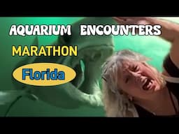 Florida Keys Aquarium Encounters - Last days in Key West