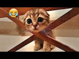 You Laugh You Lose😹Funniest Dogs and Cats 2024😸