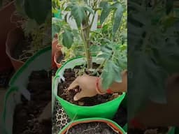 How care for tomato's in grow bags