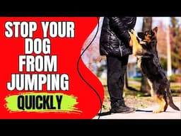 How to Stop A Dog from Jumping on People