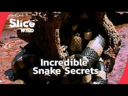 Secrets of the World’s Most Remarkable Snakes | SLICE WILD | FULL DOC