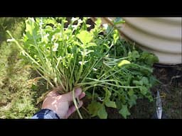 Arugula is Amazing You Must Grow Some!