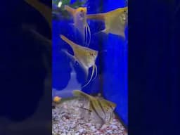 Cute Fish in the Tank