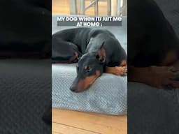 Flip of a Switch #dog #funny #puppy #doberman #dobermanpinschers #dobermanpuppy #dogsfunny