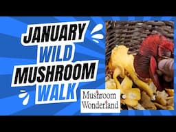 January Wild Mushroom Walk