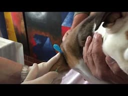 Video 2 Comparing Draminsky dog ovulation detector-Vaginal Cytology-Canine Progesterone test