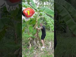 Boxer Punches a Tree Until it Falls Down ￼