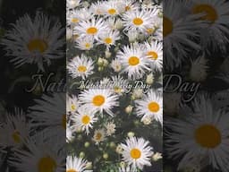 🌼Celebrate National Daisy Day