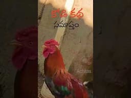 Kodi Kastalu | Micro Short Film | A day in life of a chicken