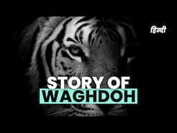 Tadoba's Popular Tiger - Waghdoh | HINDI | Asia का सबसे बड़ा Tiger | Mohurli Tiger Reserve Tadoba