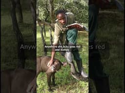 Shana’s first walk #babybuffalo #buffalo #orphan #kafuenationalpark #zambia