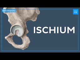 Anatomy of the ischium - Quick Anatomy | Kenhub