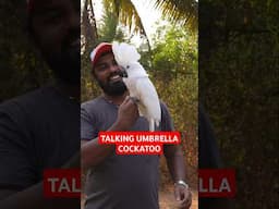 Talking Cockatoo | #UmbrellaCockatoo #Parrot #ShaikhTanveer #Outdoor