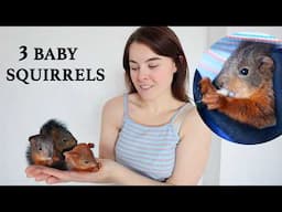 Breaking the Law to Save Baby Squirrels. They Finally Drink Milk and Start having FUN!