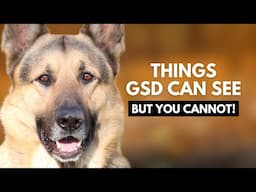 10 Things Your German Shepherd Can See and Hear That You Can’t!