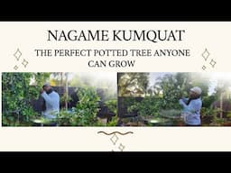 280 POUND NAGAMI KUMQUAT ____________ 40 Gallon Container Grown. ( MASSIVE  CITRUS TREE )