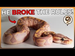 These Ball Python Morphs Break the Rules!