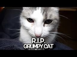 Talking Kitty Cat 67.2: - R. I. P.  Grumpy Cat - We'll never forget you.