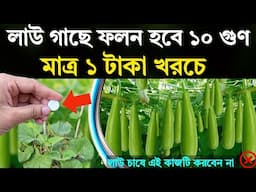 লাউ গাছে গোপন কি করলে - সারা বছর প্রচুর লাউ ধরবে - লাউ চাষে এই কাজ করবেন না ❌ - লাউ চাষ পদ্ধতি