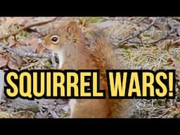 Decoding Squirrel Behavior: Territorial vs. Social