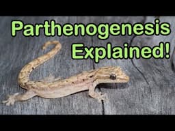 What is PARTHENOGENESIS? (mourning geckos)