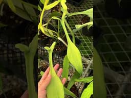 Philodendron joepii variegata inside Aroid Greenhouses farm