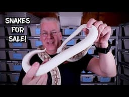 Snakes for Sale! (Part 1)