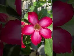 How to Force Adeniums to Bloom  Proven Tips for Tons of Flowers