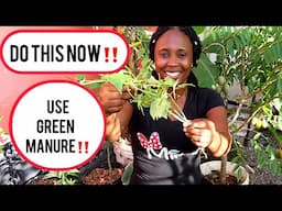 Make YOUR OWN GREEN MANURE For Plants At Home Now!