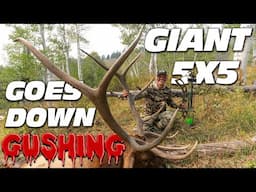 Big Bull Elk in the peak of the HEAT! Giant 5x5 bull goes down!