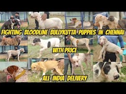 Bully kutta Fighting Bloodline Puppies in Chennai 📞 8870542042 📞 @PetsAt