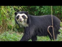 Spectacled Bears Battle in the Amazon rainforest