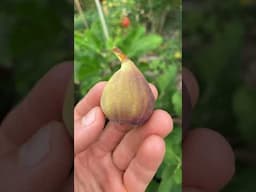 Another Look at Pel de Bou Fig - Impressive #fig #figtree #figboss #gardeningtips #fruittrees