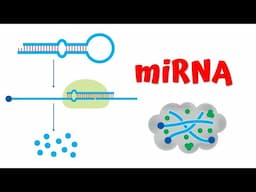 MicroRNA miRNA animation || Gene regulation || Nobel Prize 2024