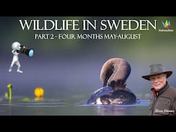 WILDLIFE PHOTOGRAPHY - Bird photography in Sweden Year 2024. Part 2. Four month - May to August