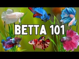 Watch This Before Getting a Betta Fish | Essential Betta Care Tips