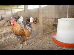 The Poultry Profit Path, Healthy Local Chickens for Sustainable Income