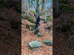 Autumn Workout Set On A Mountain Tree 💪 #calisthenics #beastmode #forest