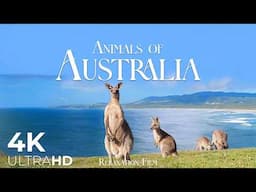 Animals of Australia 4K - Wildlife Relaxation Film with Peaceful Music - Video UltraHD