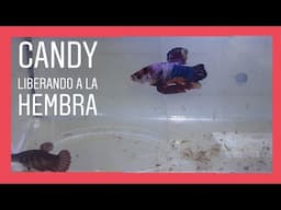 CANDY - liberando a la hembra del pez betta