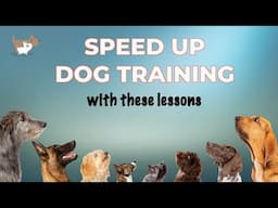 10 dog training lessons you can do on EVERY WALK