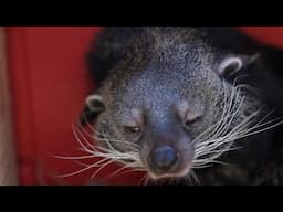 Laser Therapy Training with Binturong Hank