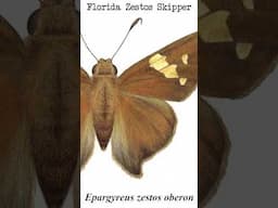 Epargyreus zestos oberon - Extinct Florida Butterfly Subspecies