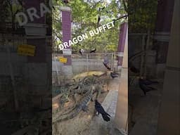 Dragon Buffet Lumpini Park Bangkok Wildlife