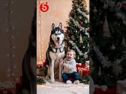 Husky and a cute baby celebrate Christmas #happy #newyear #santa #doglover